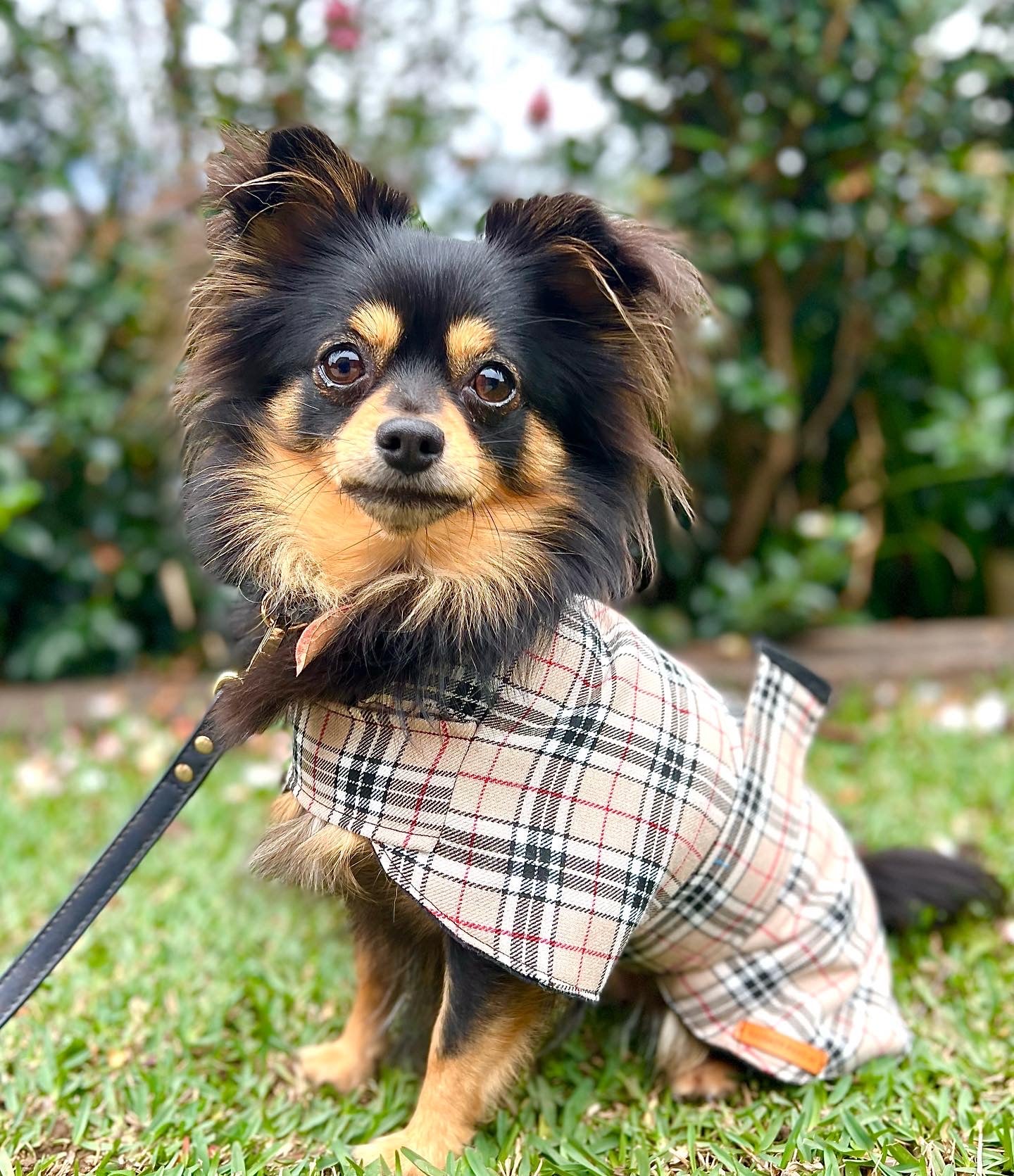 "Furrberry" Handmade Dog coat