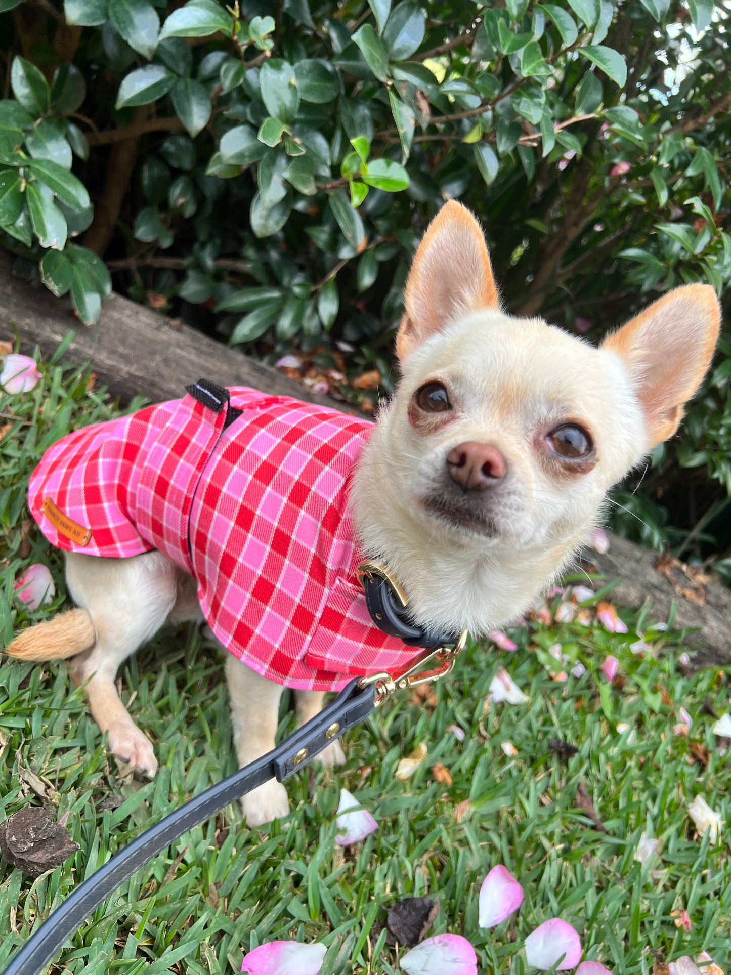 "Strawberries & Cream" Handmade Dog coat
