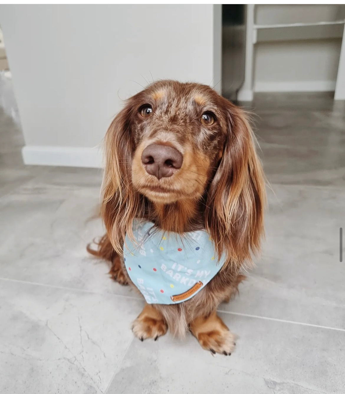 "Its my Barkday" pet bandana (BLUE)