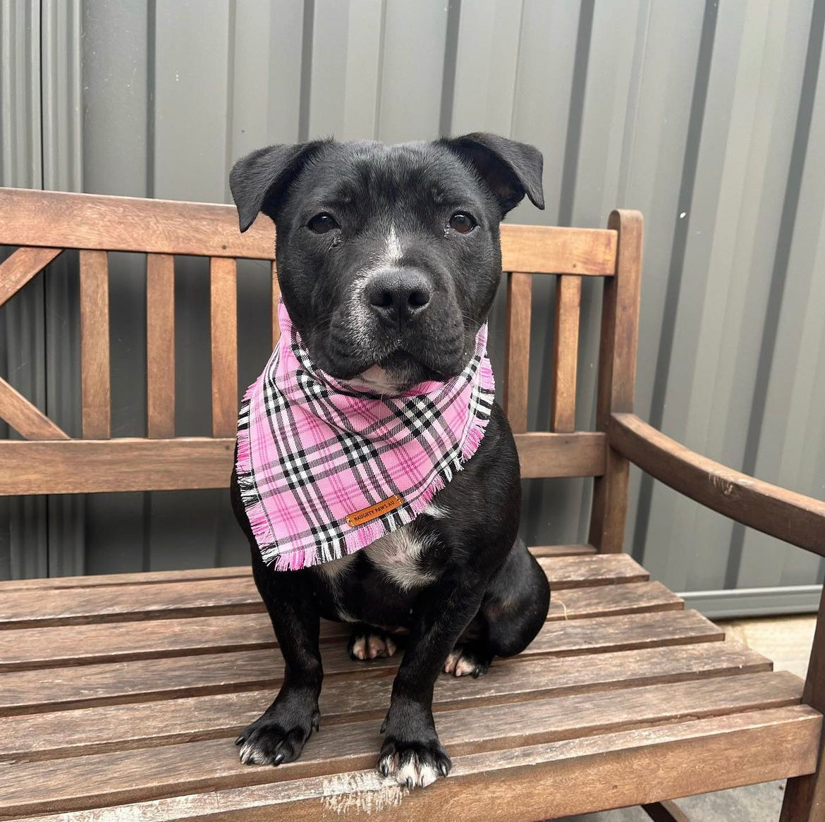 "Liquorice Allsorts" Pet bandana