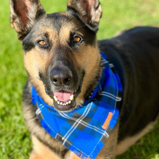 "Na'vi" Frayed pet bandana