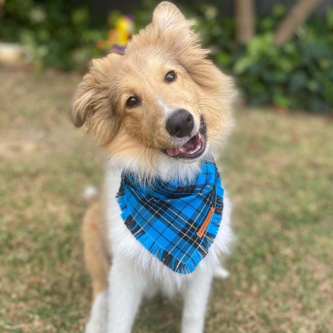 "Pacific" Frayed pet bandana
