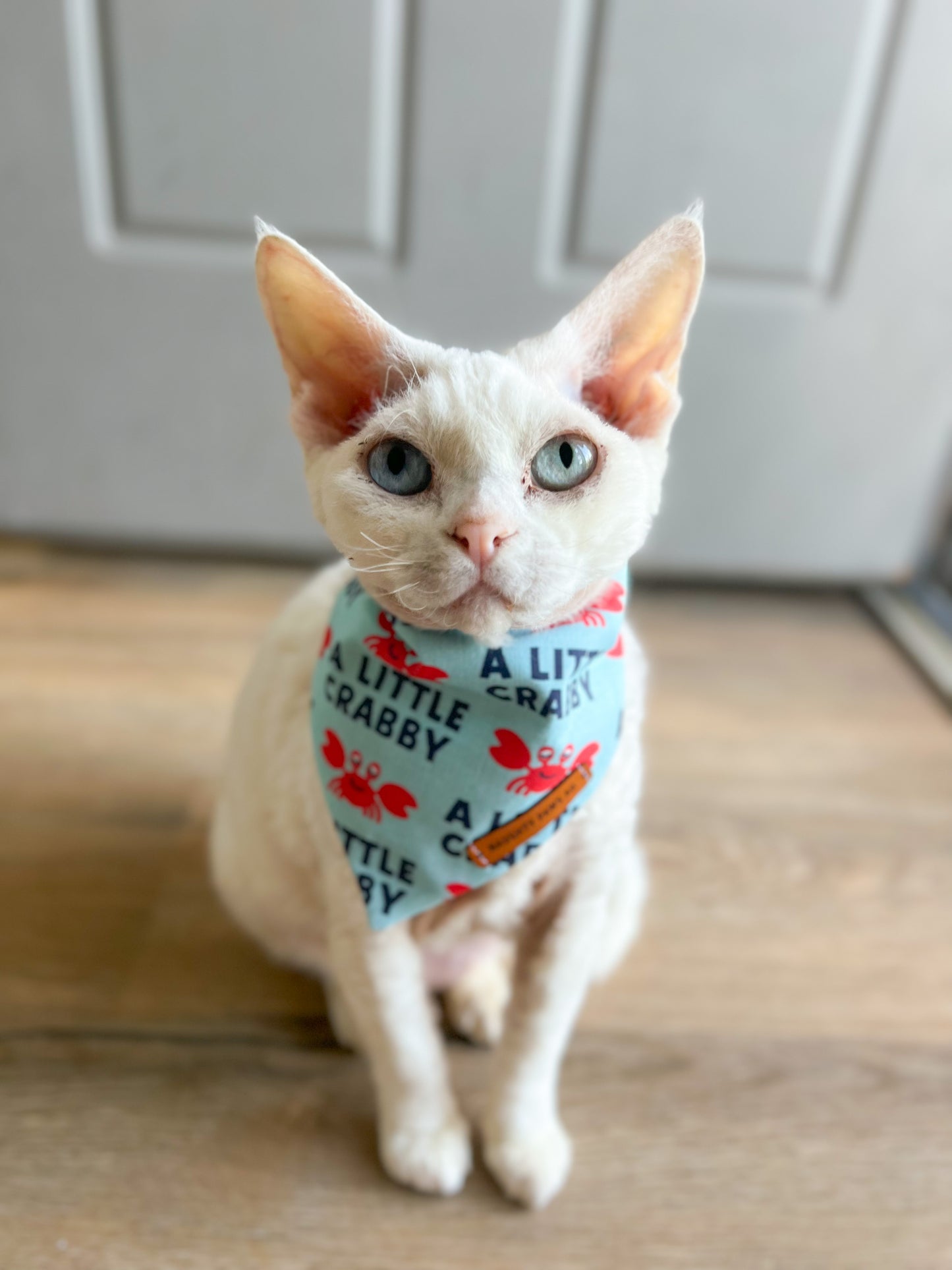 "A Little Crabby" Pet bandana