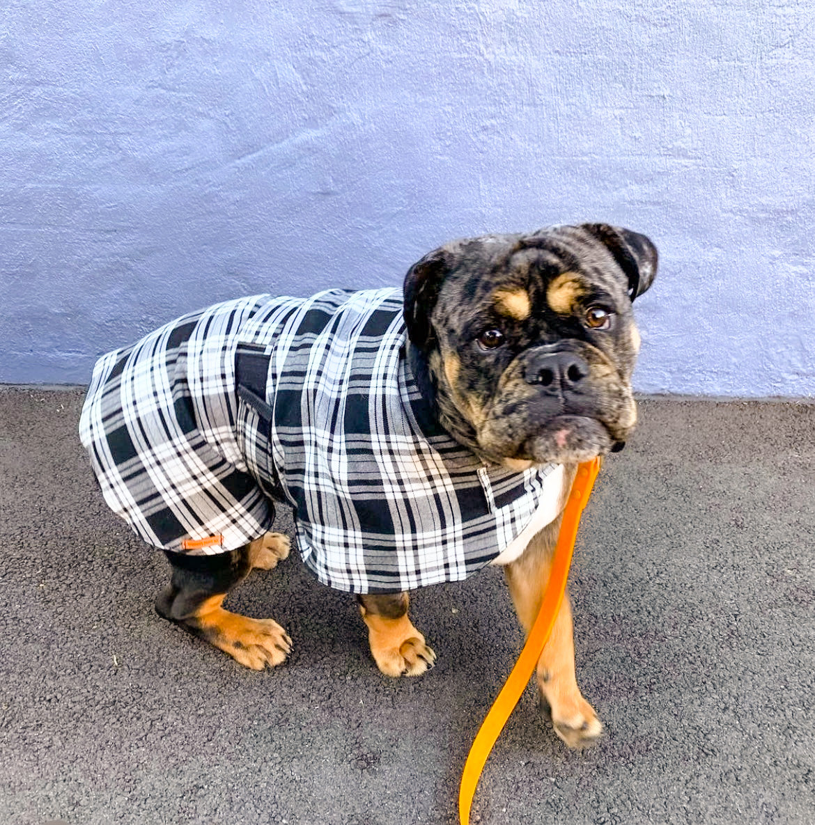 "Minerva" Handmade Dog coat