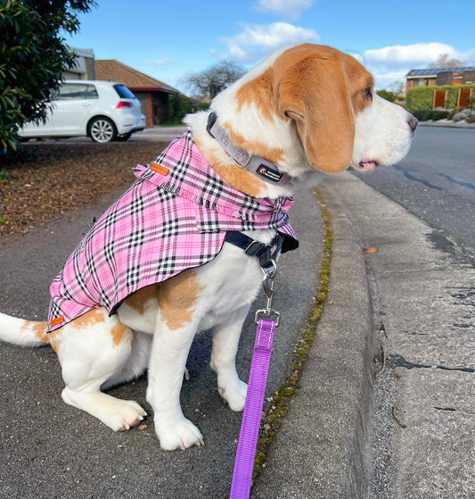 "Liquorice Allsorts" Handmade Dog coat