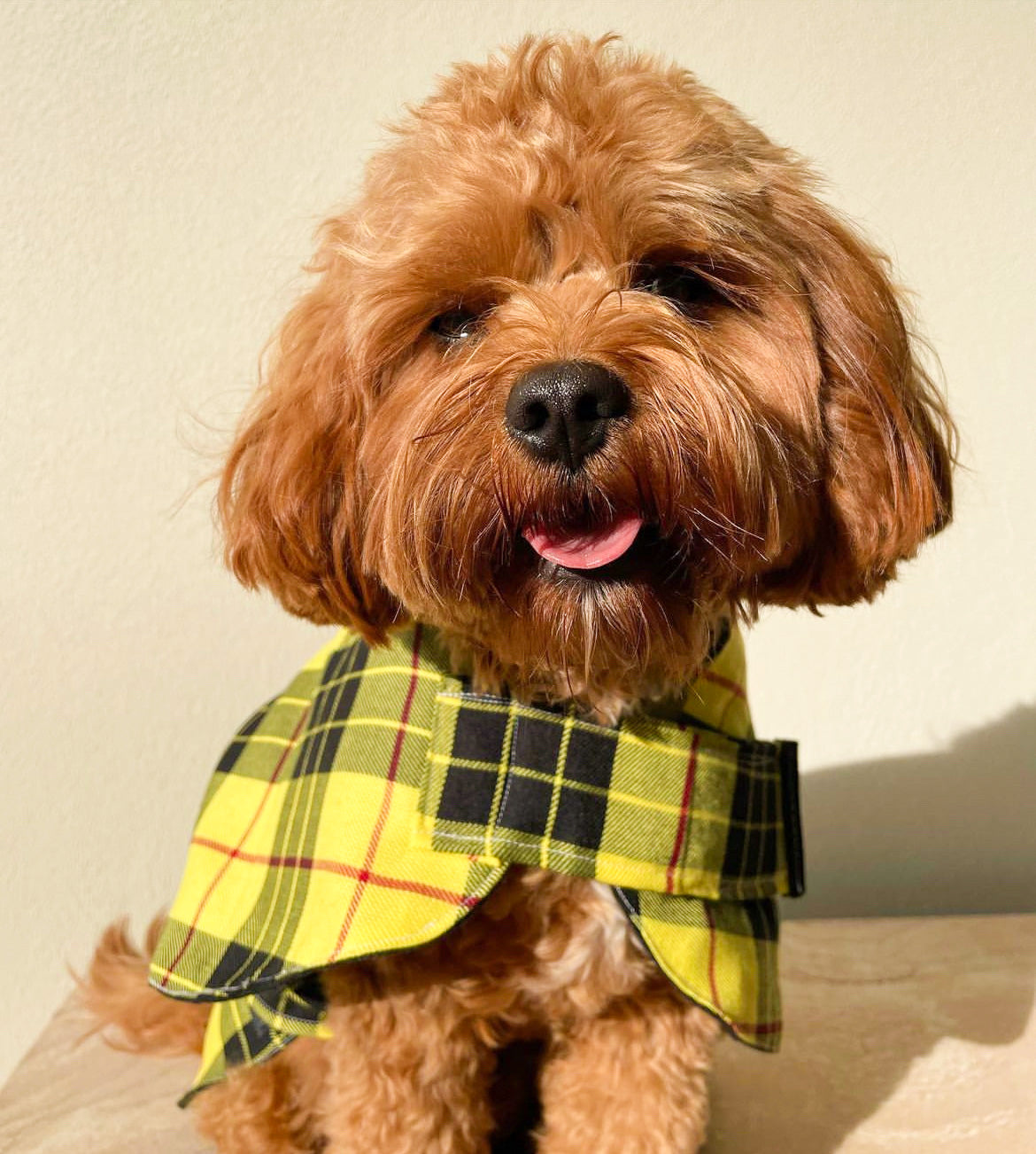 "Clueless" Handmade Dog coat