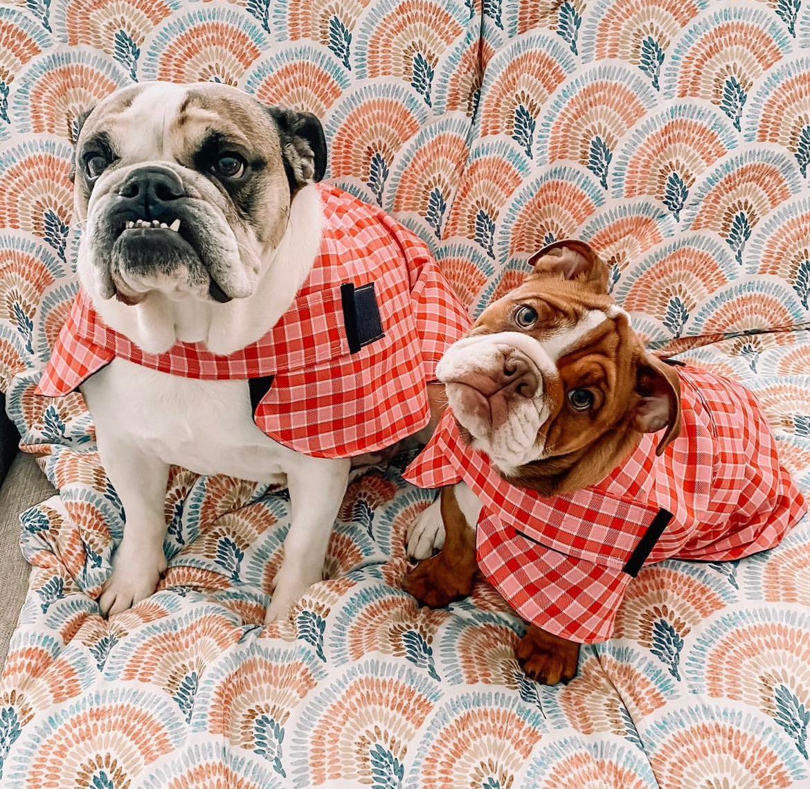 "Strawberries & Cream" Handmade Dog coat