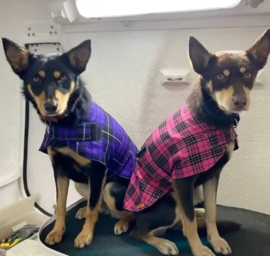 "Prince" Handmade Dog coat