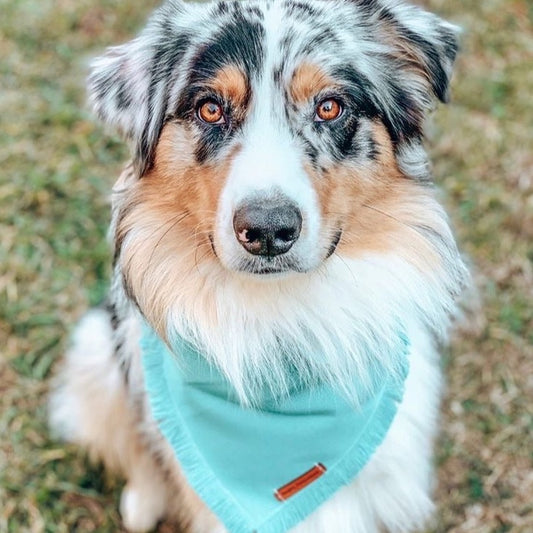 "Ocean" frayed pet bandana