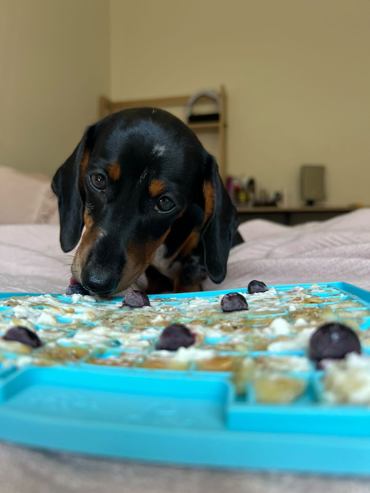 LickiMat Classic Playdate