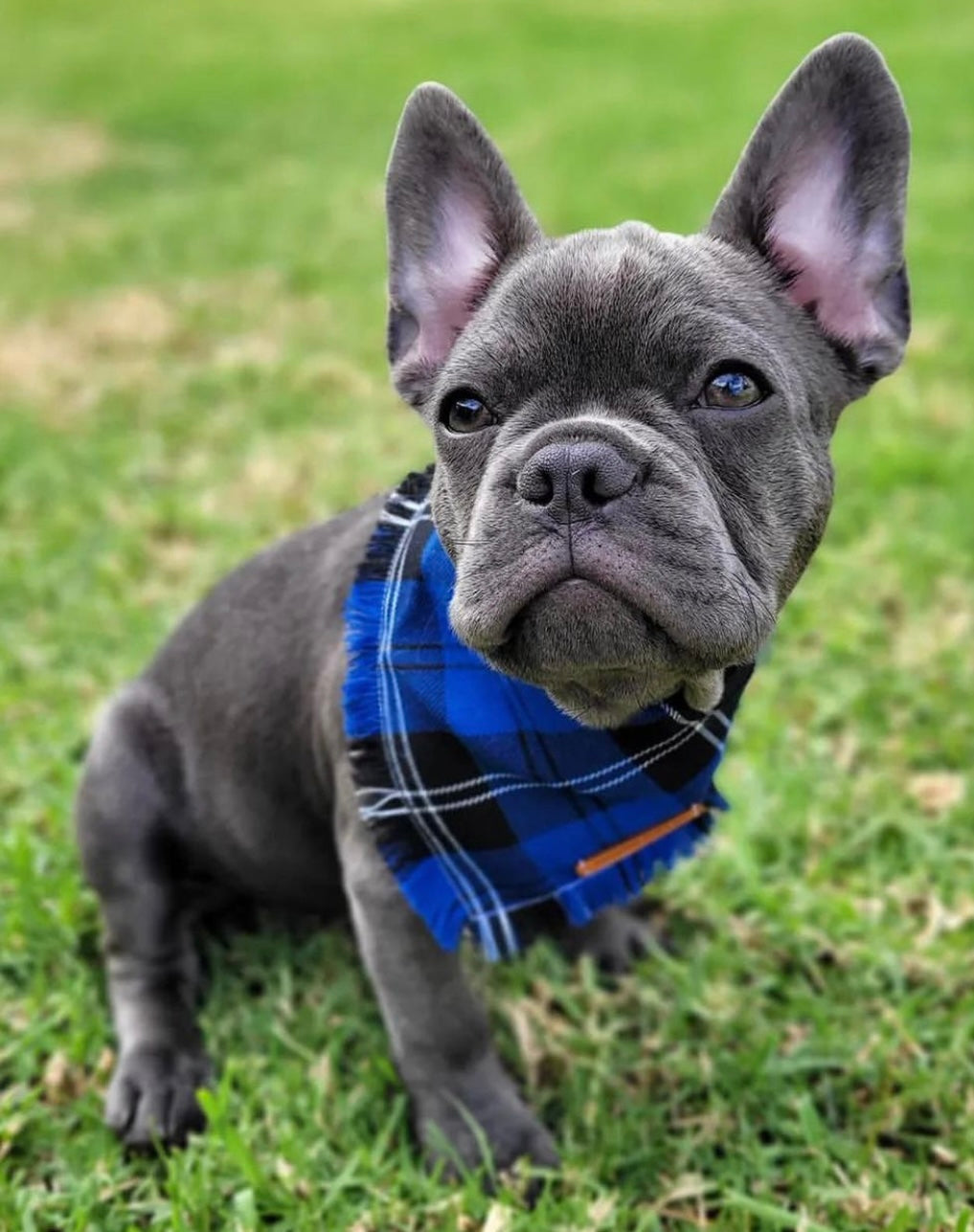 "Na'vi" Frayed pet bandana