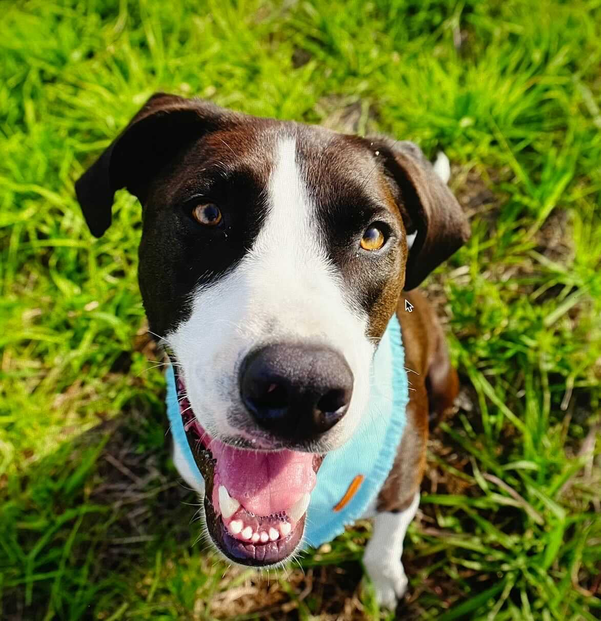 "Ocean" frayed pet bandana