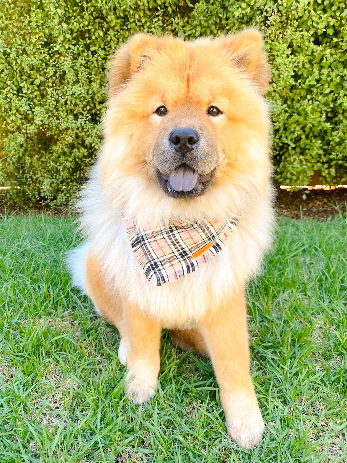 "Furrberry" Frayed pet bandana