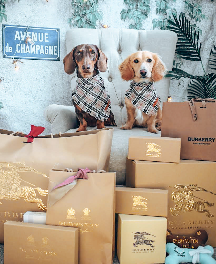 "Furrberry" Frayed pet bandana
