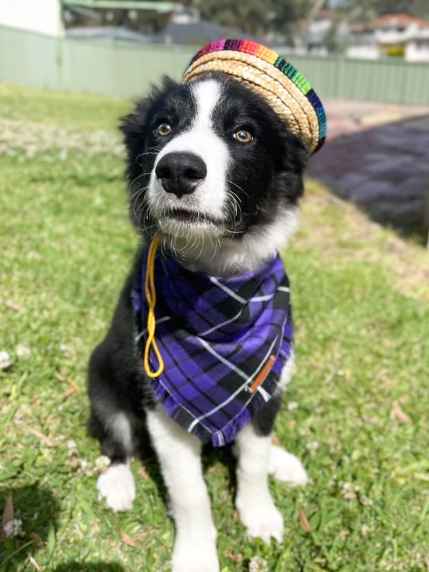 "Prince" Frayed pet bandana