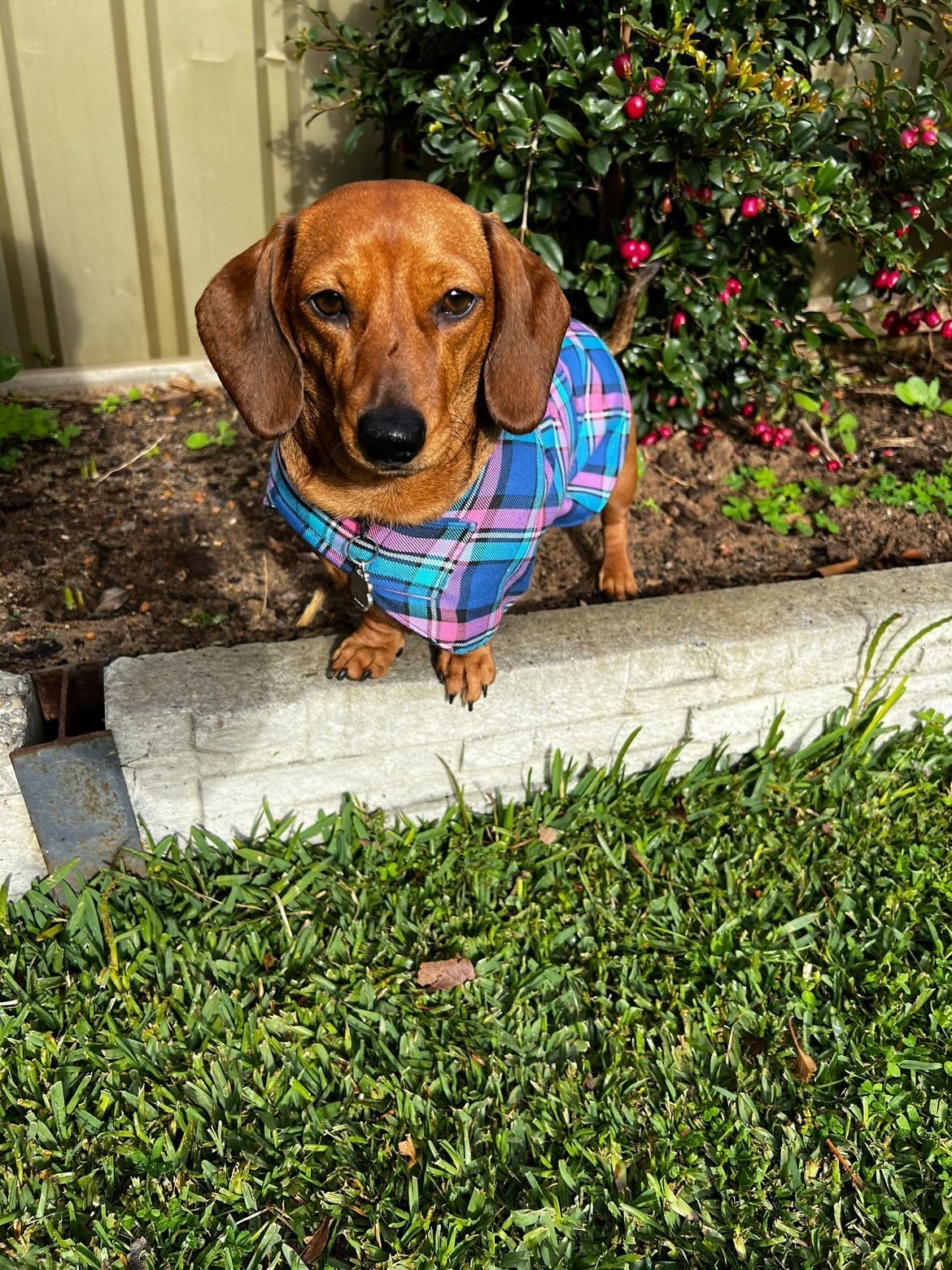 "Bubblegum" Handmade Dog coat