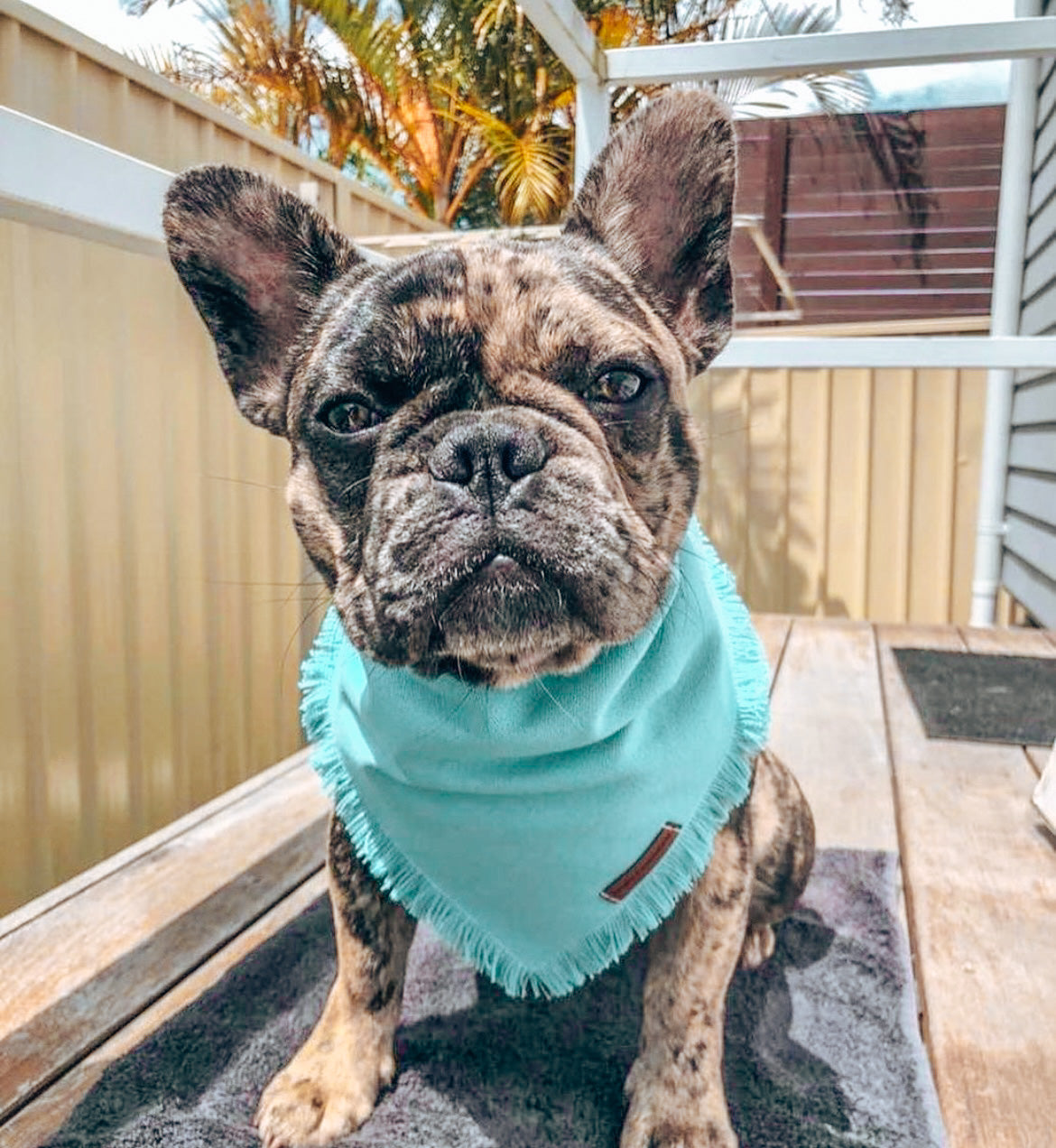 "Ocean" frayed pet bandana