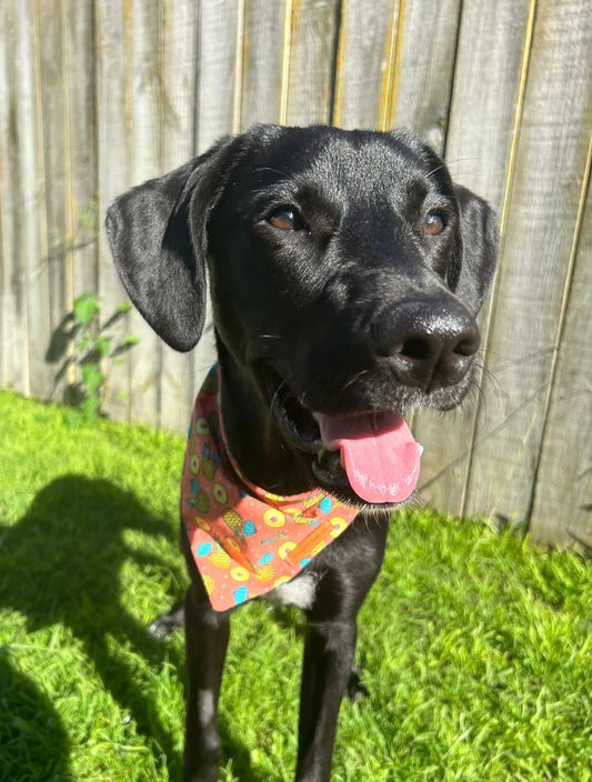 "Tropic like its hot" Dog bandana