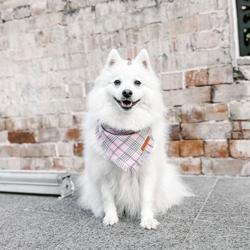 "Regina" Frayed pet bandana