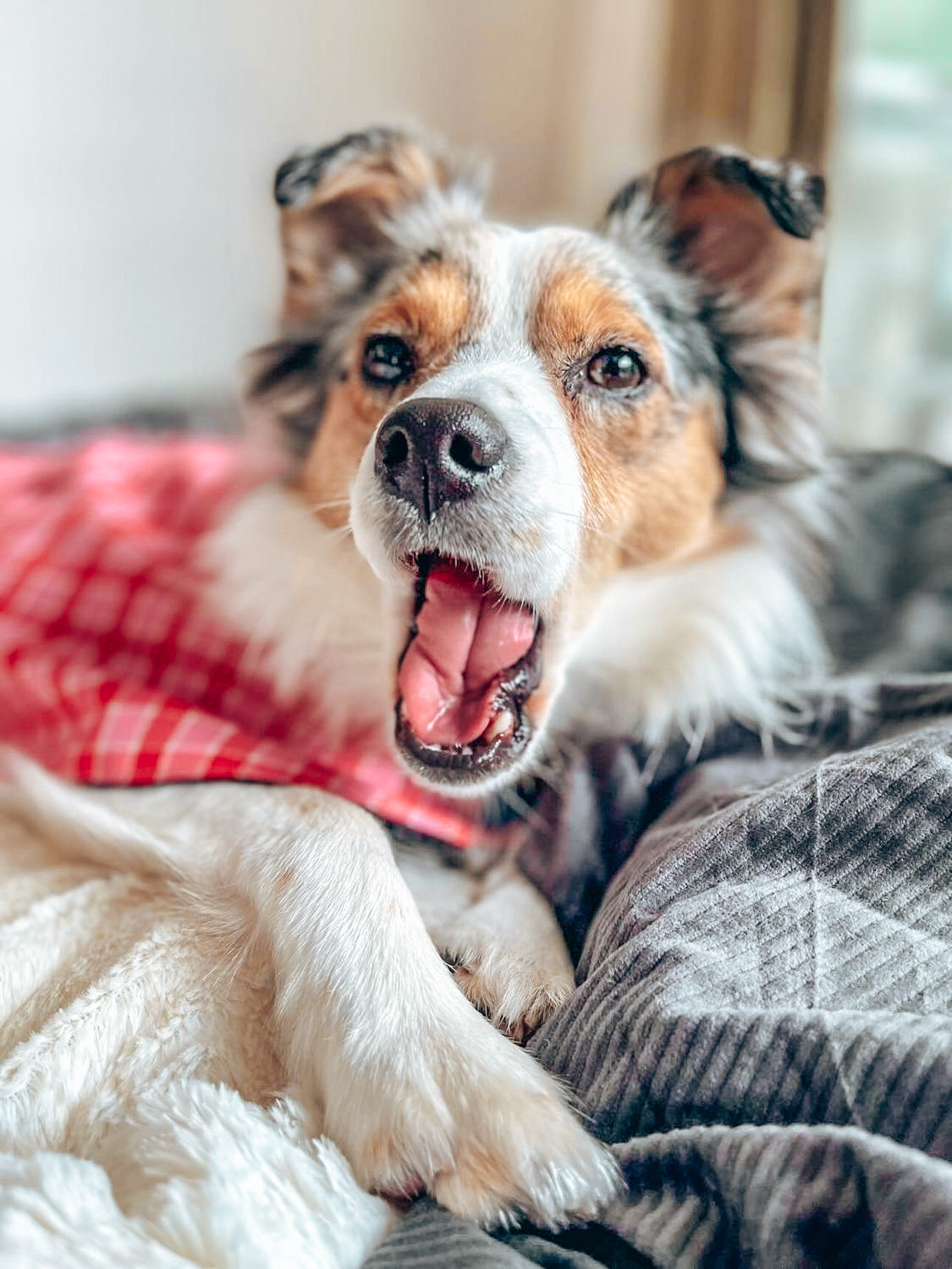 "Strawberries & Cream" Handmade Dog coat
