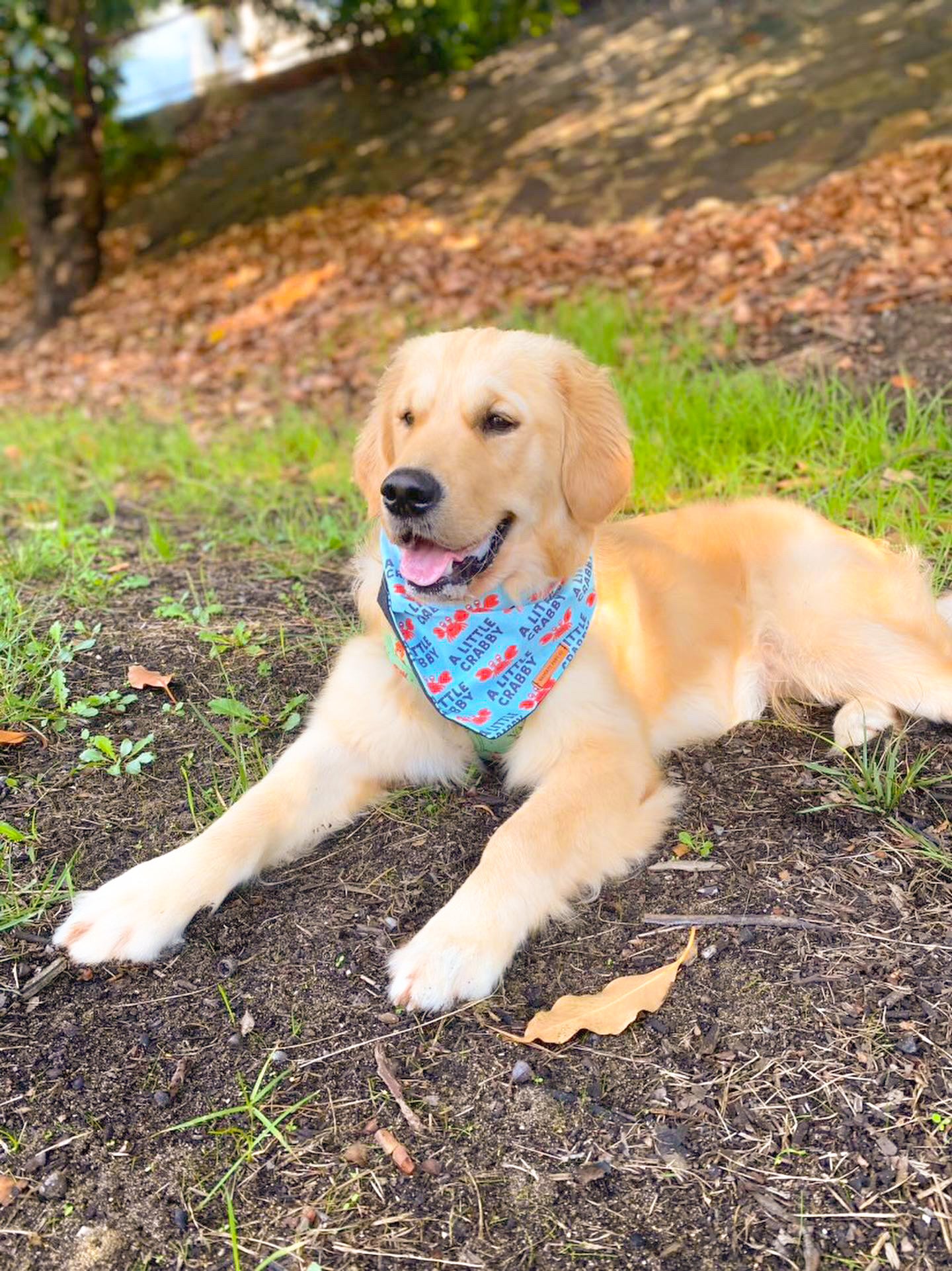 "A Little Crabby" Pet bandana