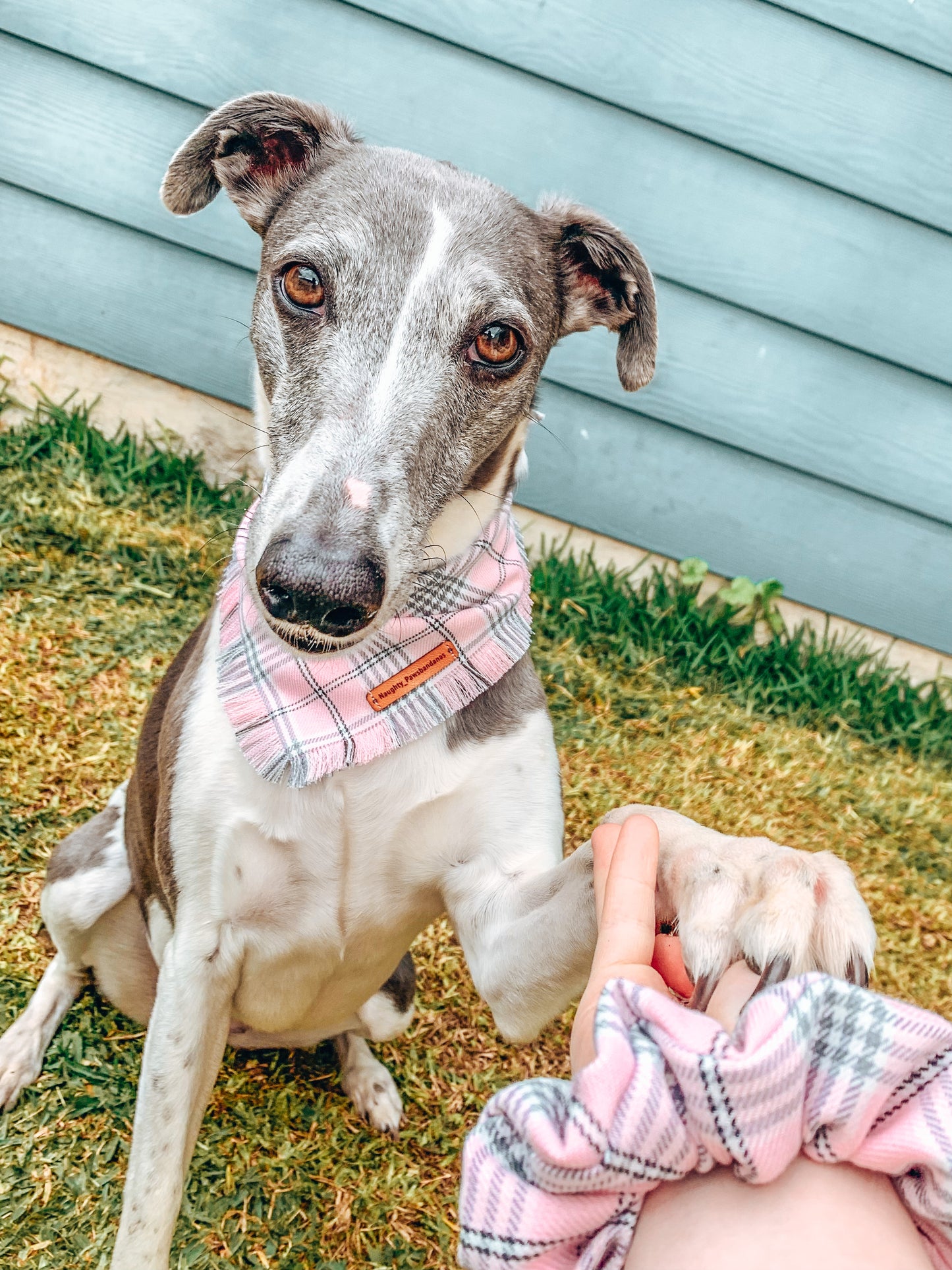 "Regina" Frayed pet bandana