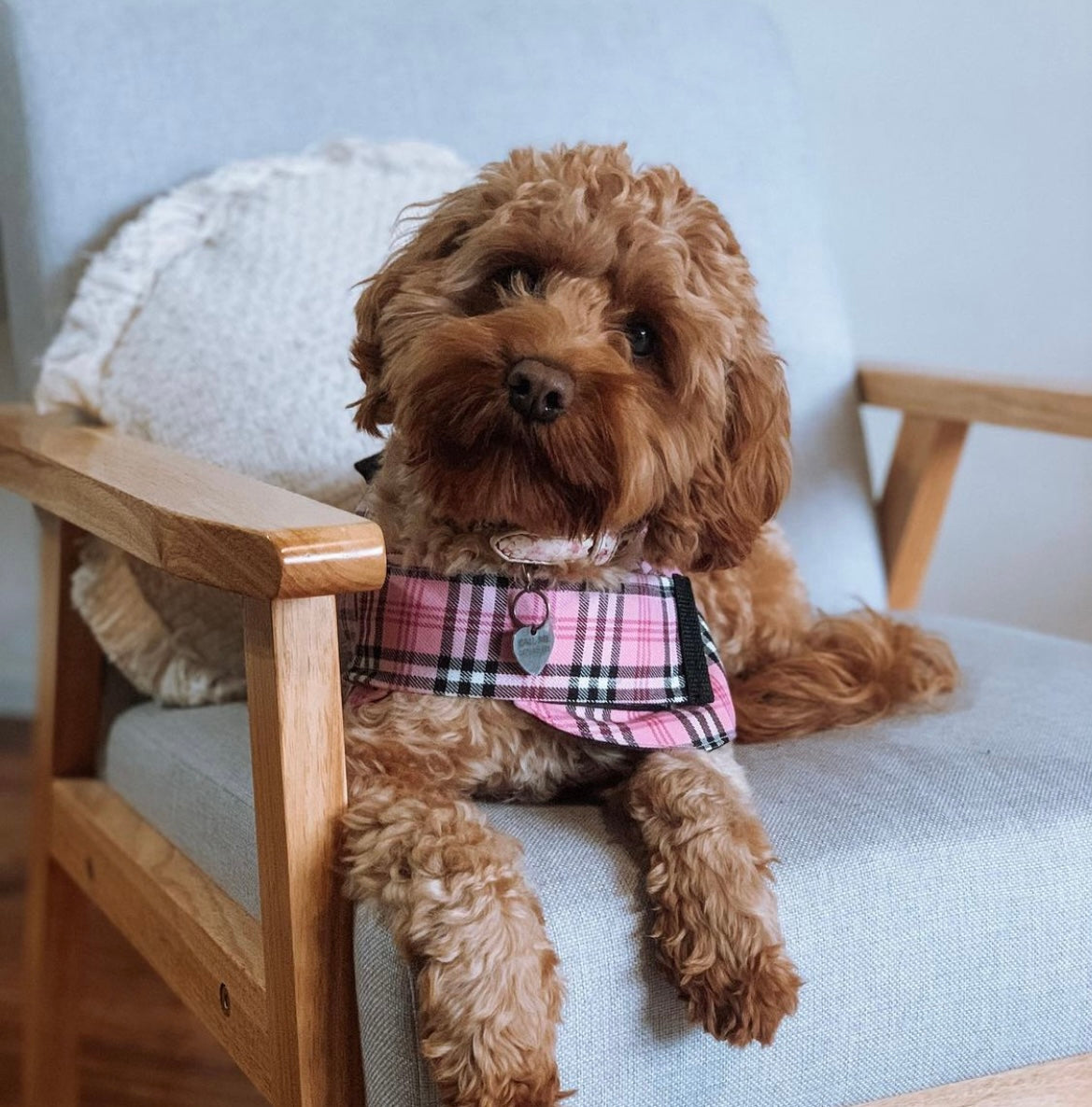 "Liquorice Allsorts" Handmade Dog coat