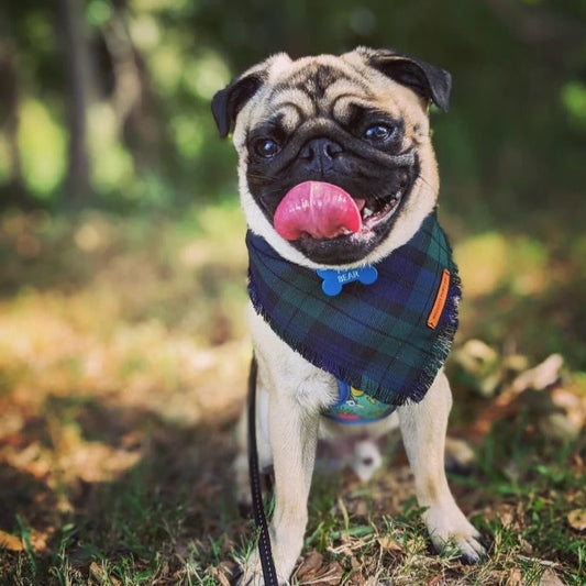 "Forest" Frayed pet bandana