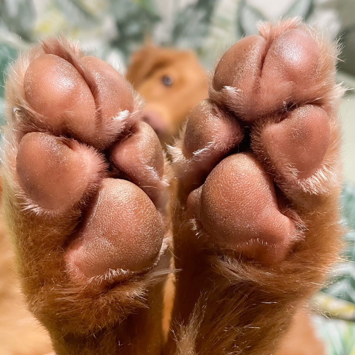 Push Up Paw Balm 60mL