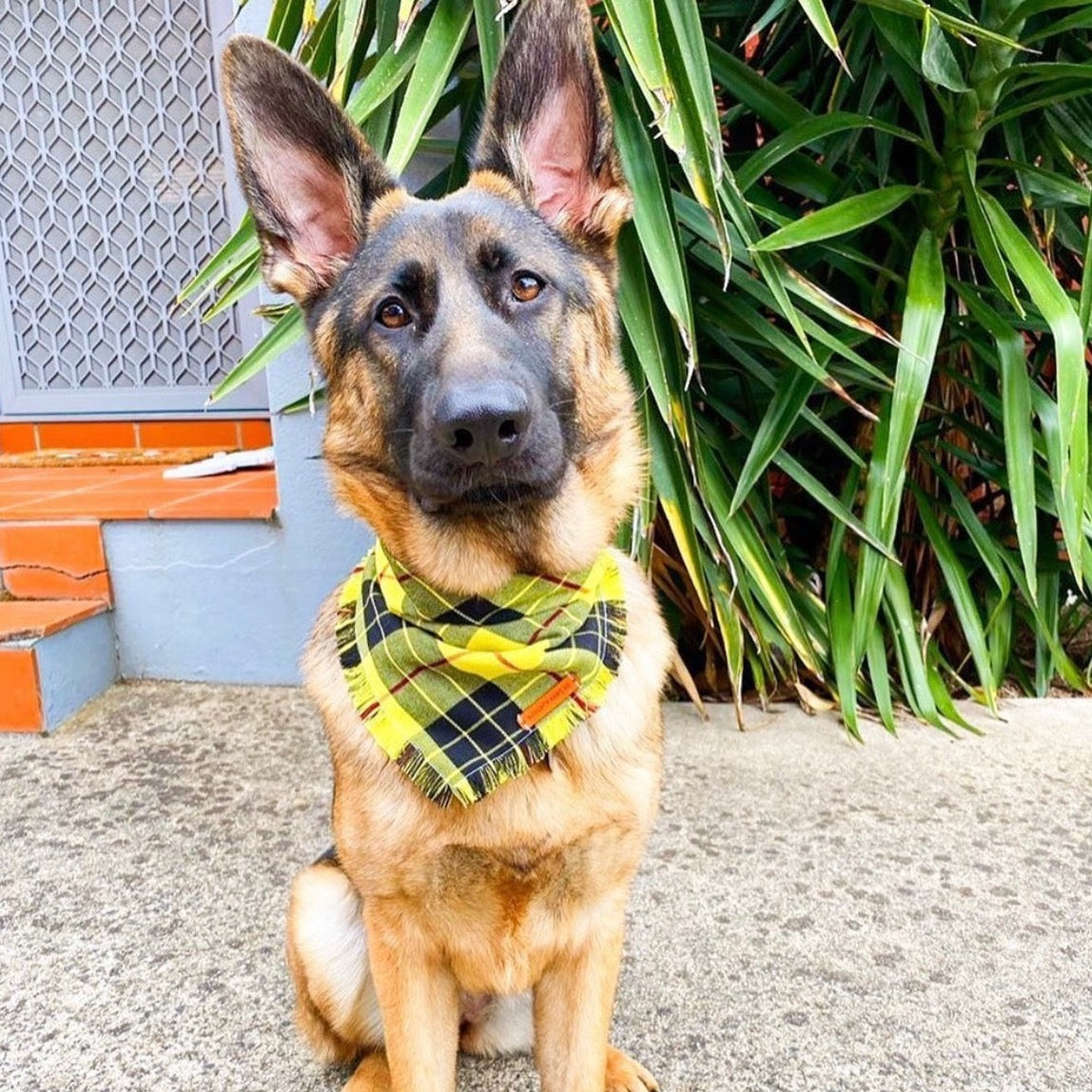 "Clueless" Frayed pet bandana