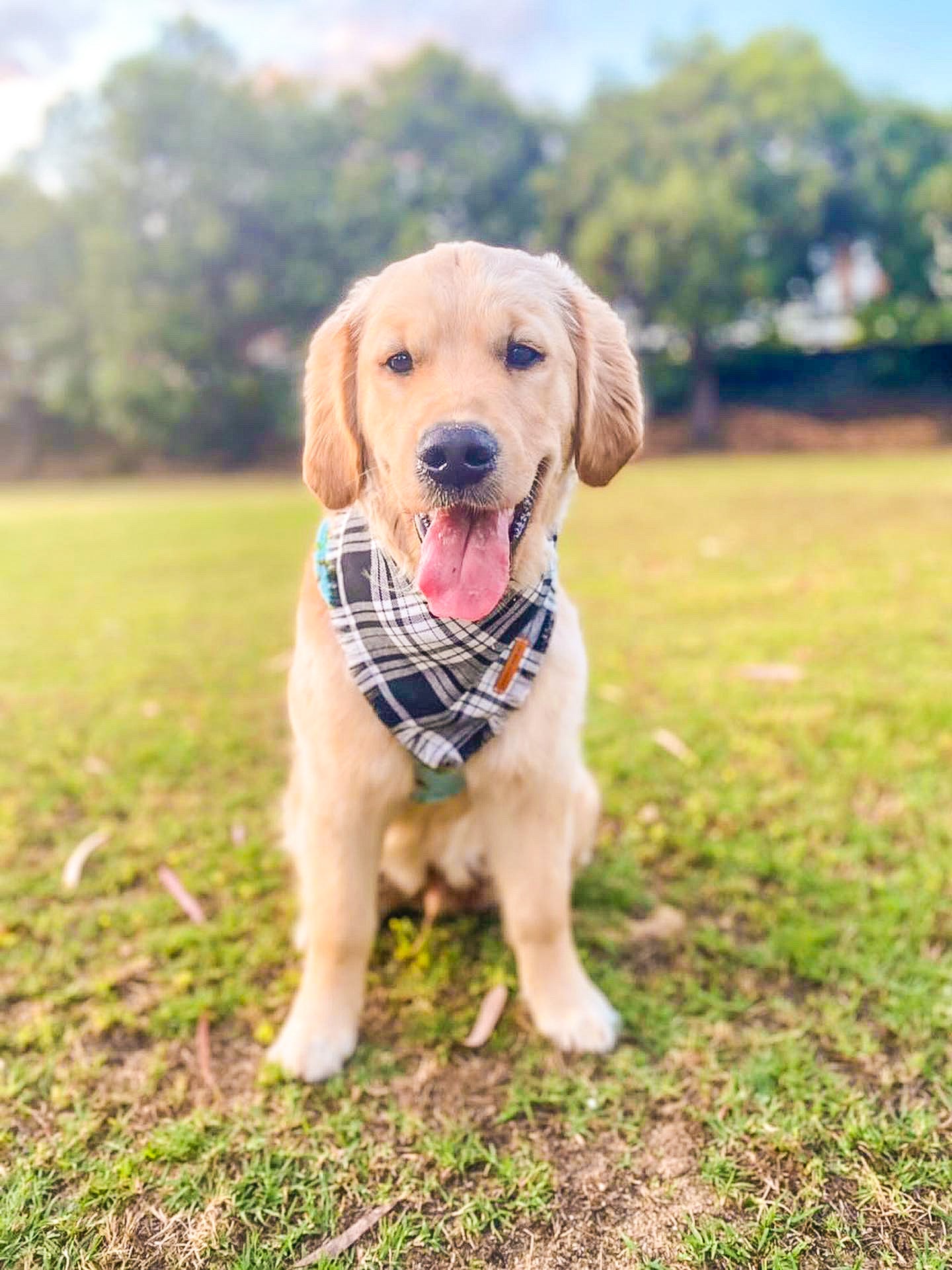 "Minerva" Pet bandana