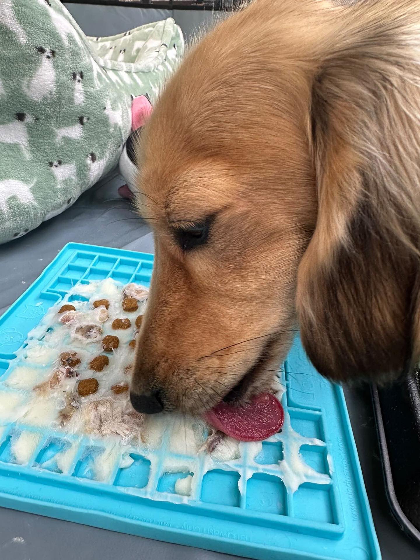 LickiMat Classic Playdate