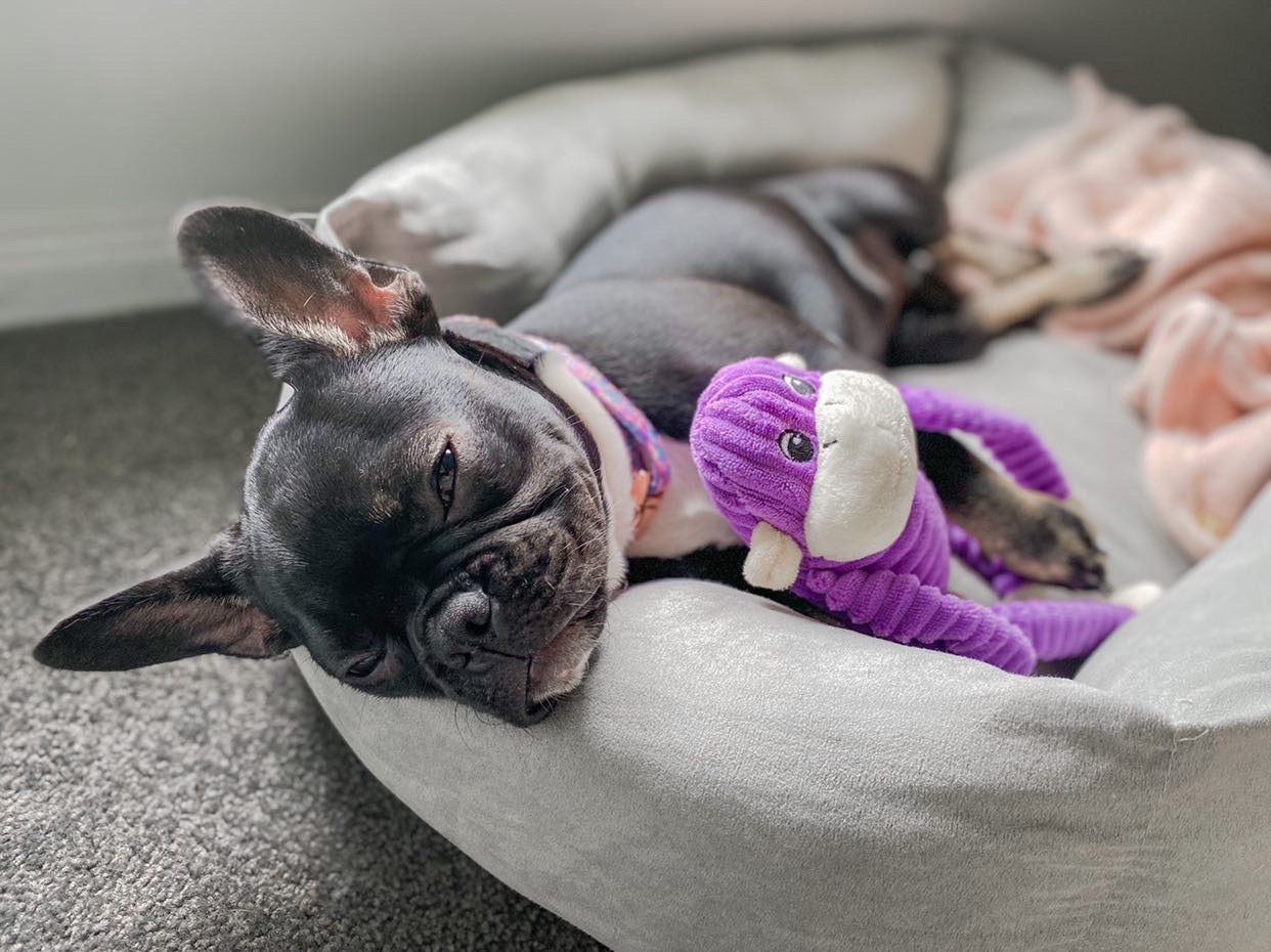 Zippy Paws Spencer the Crinkle Monkey - Purple