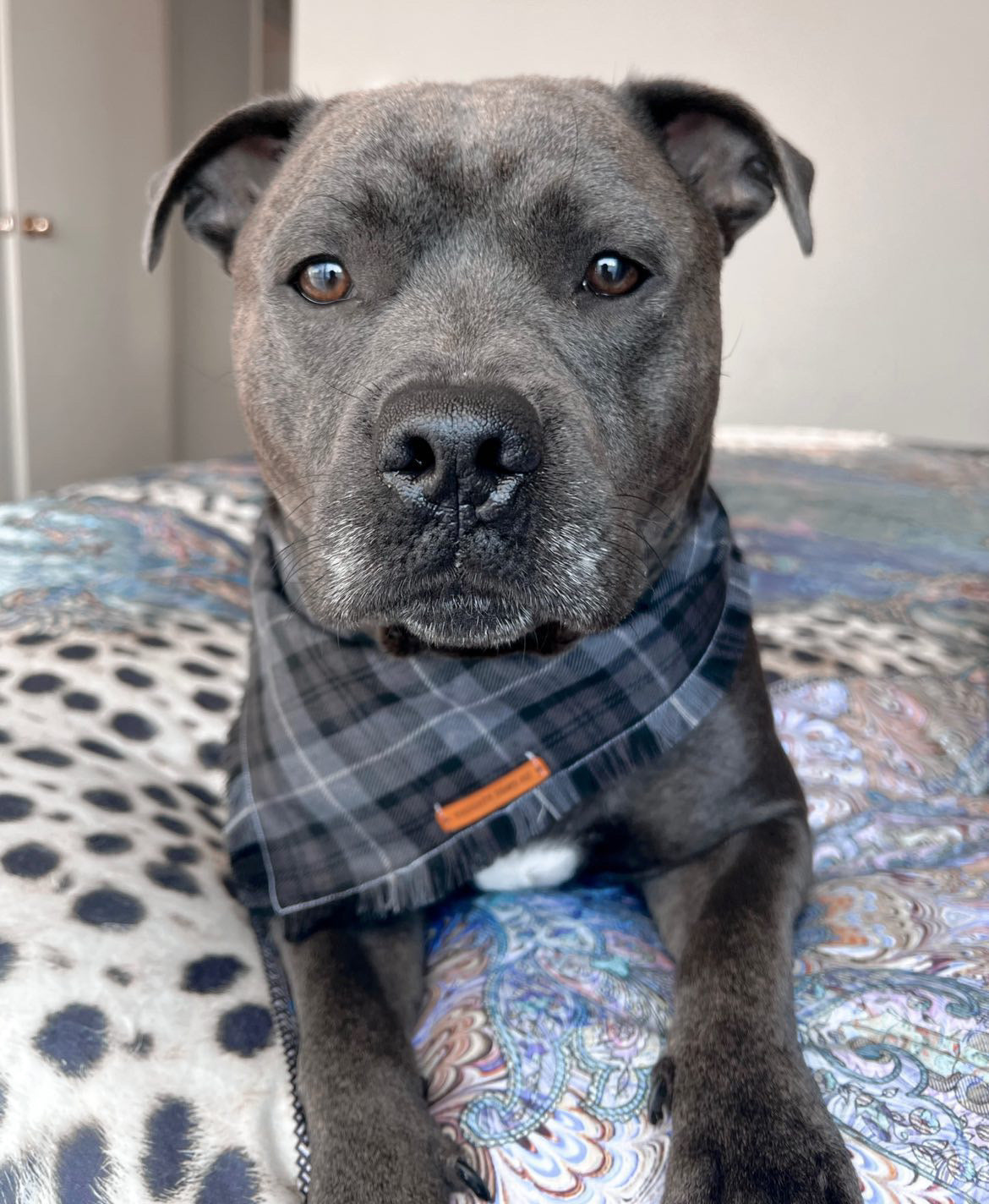 "Twilight" Frayed pet bandana