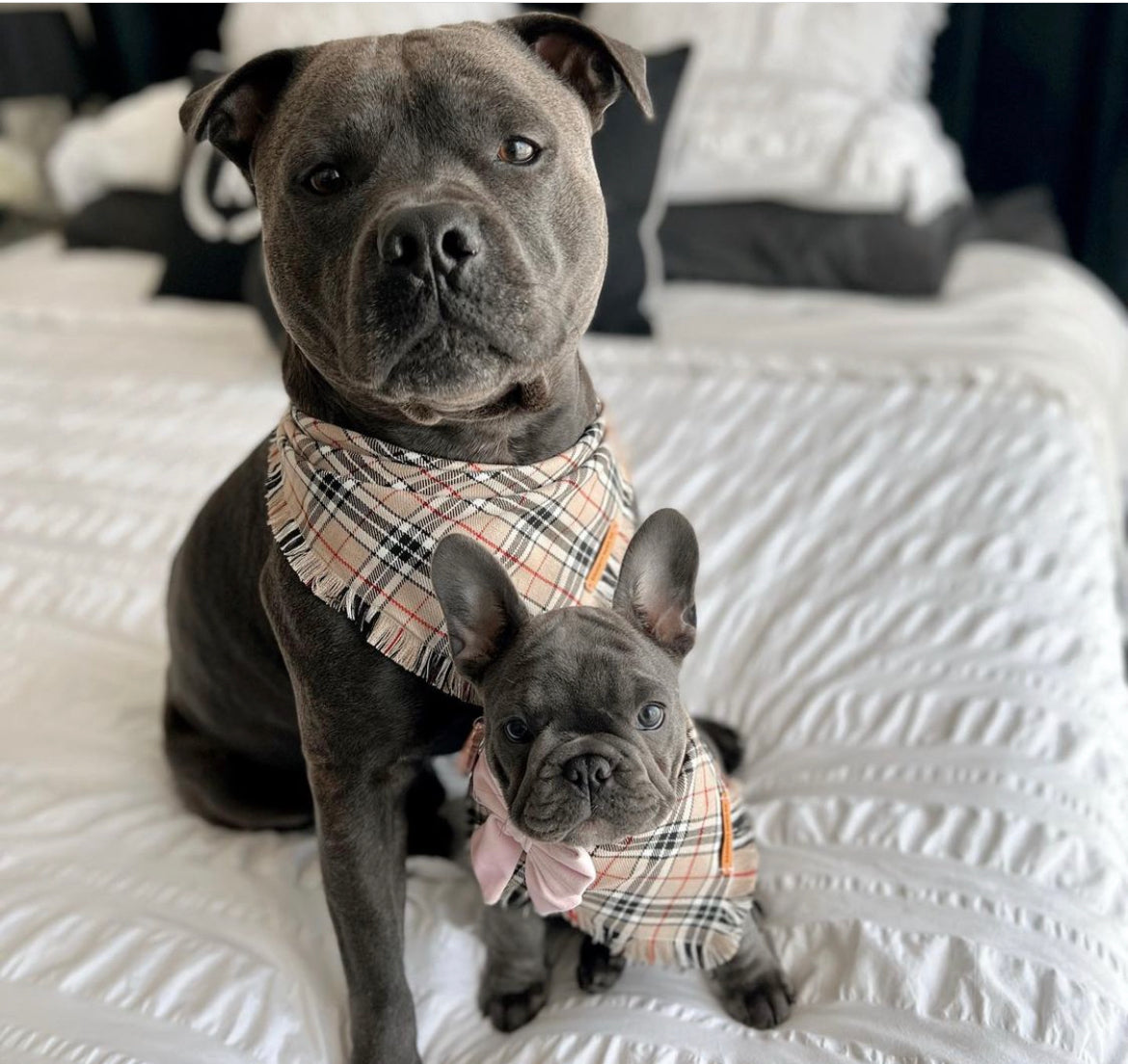 "Furrberry" Frayed pet bandana