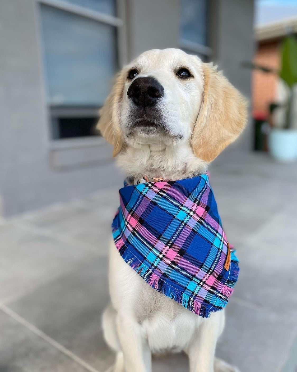 "Bubblegum" Pet bandana