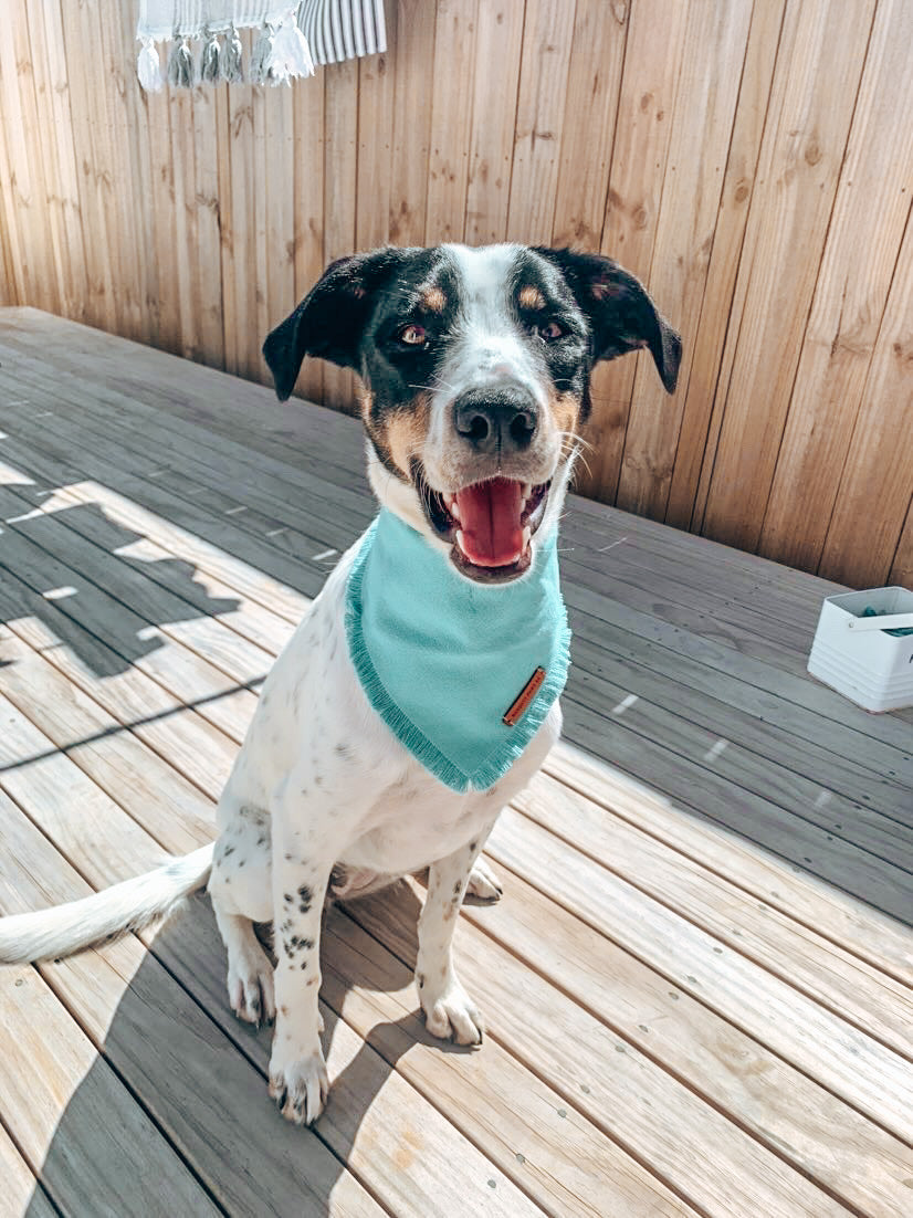 "Ocean" frayed pet bandana