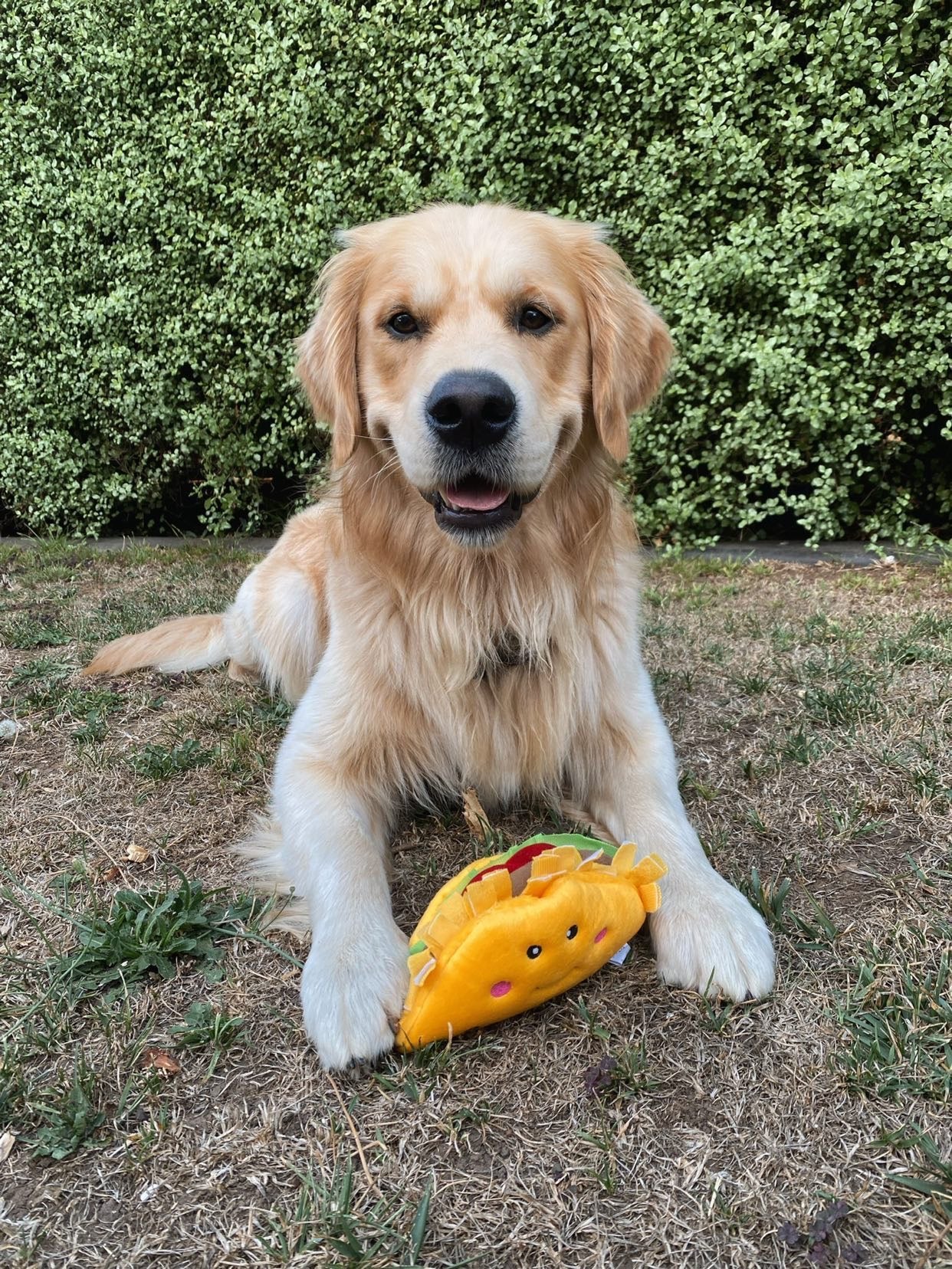 Zippy Paws NomNomz - Taco