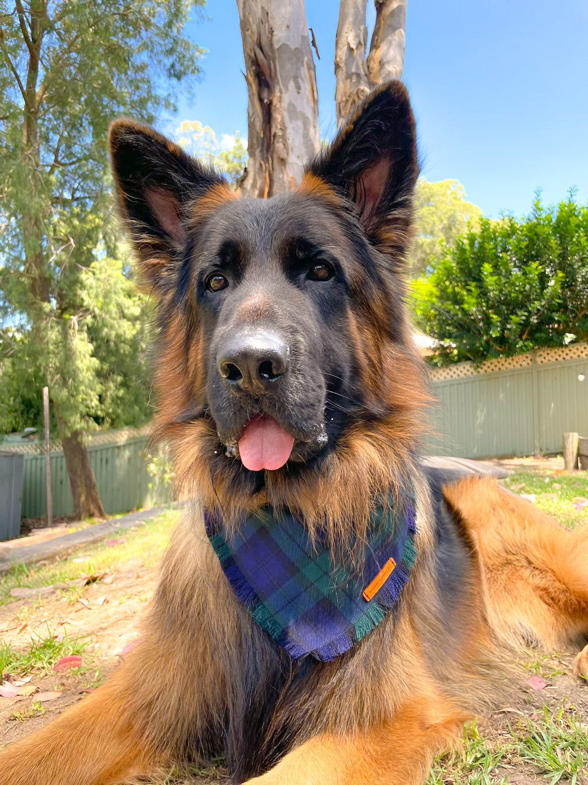 "Forest" Frayed pet bandana