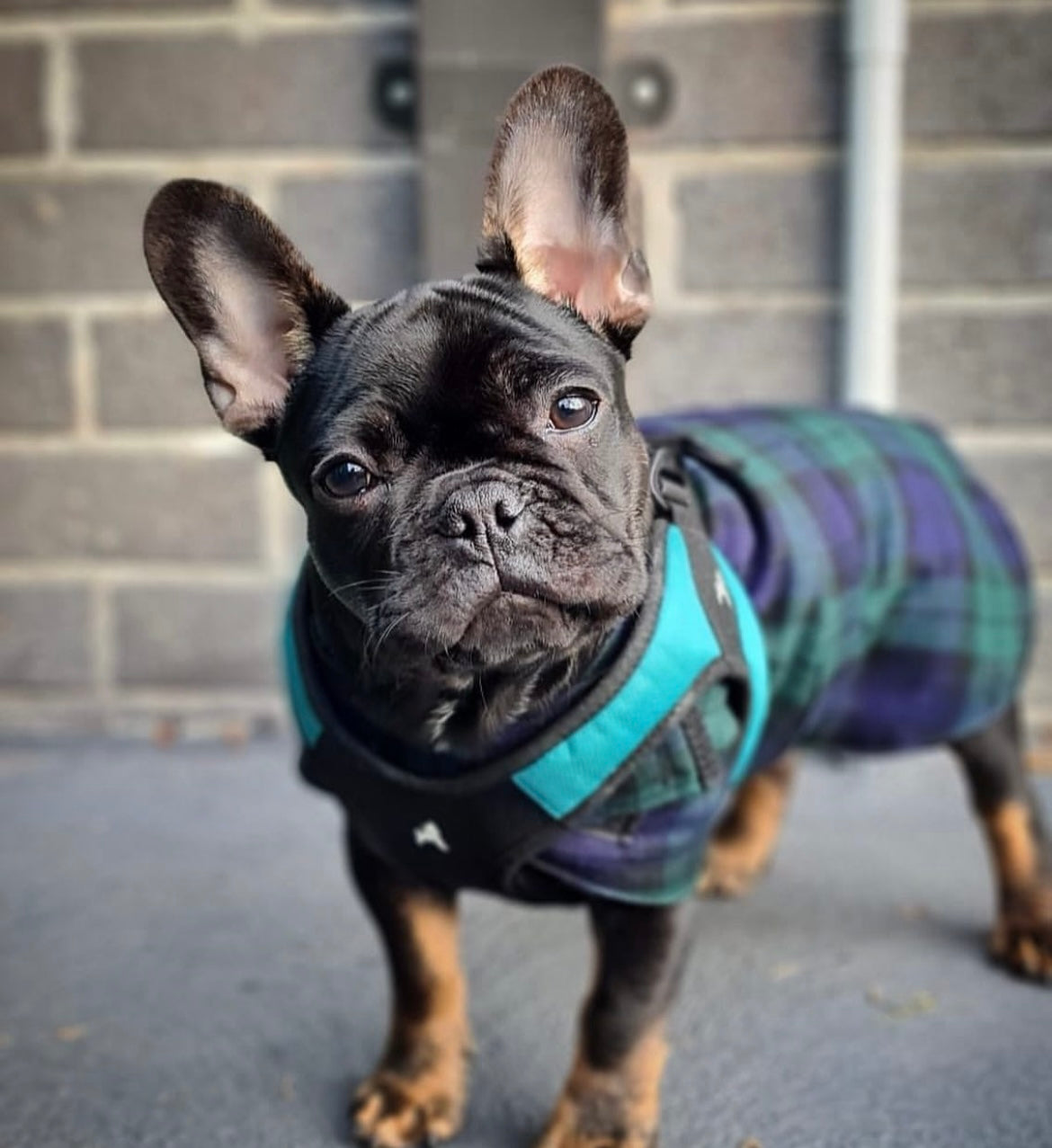 "Forest" Handmade Dog coat