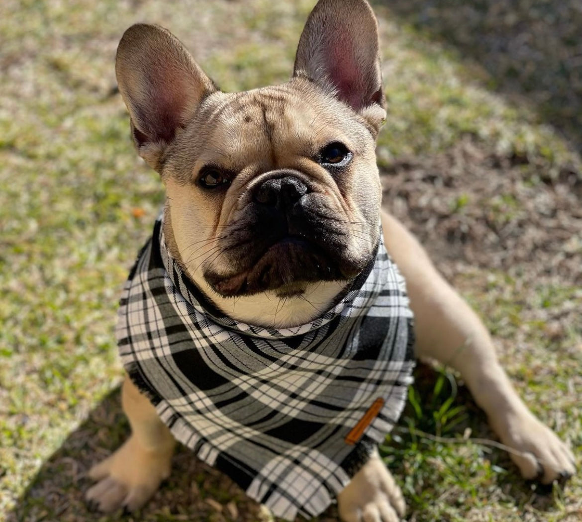 "Minerva" Pet bandana