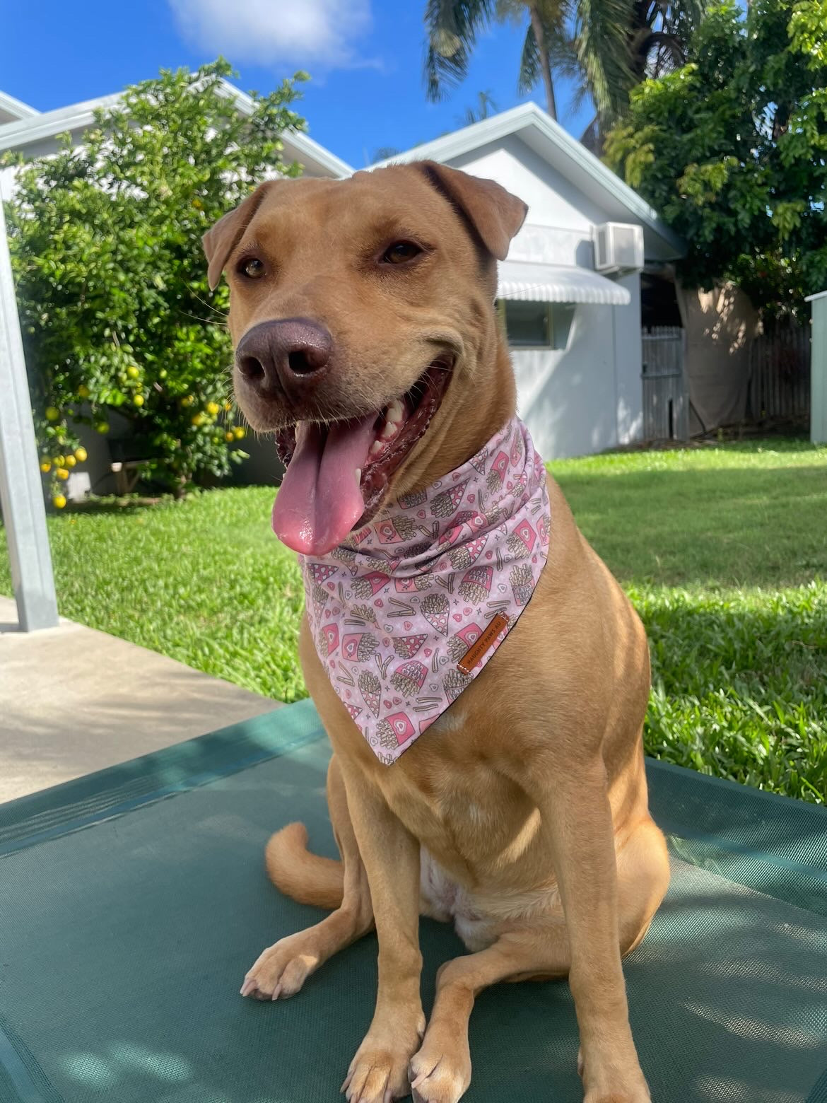 "Fries Before Guys" Pet bandana