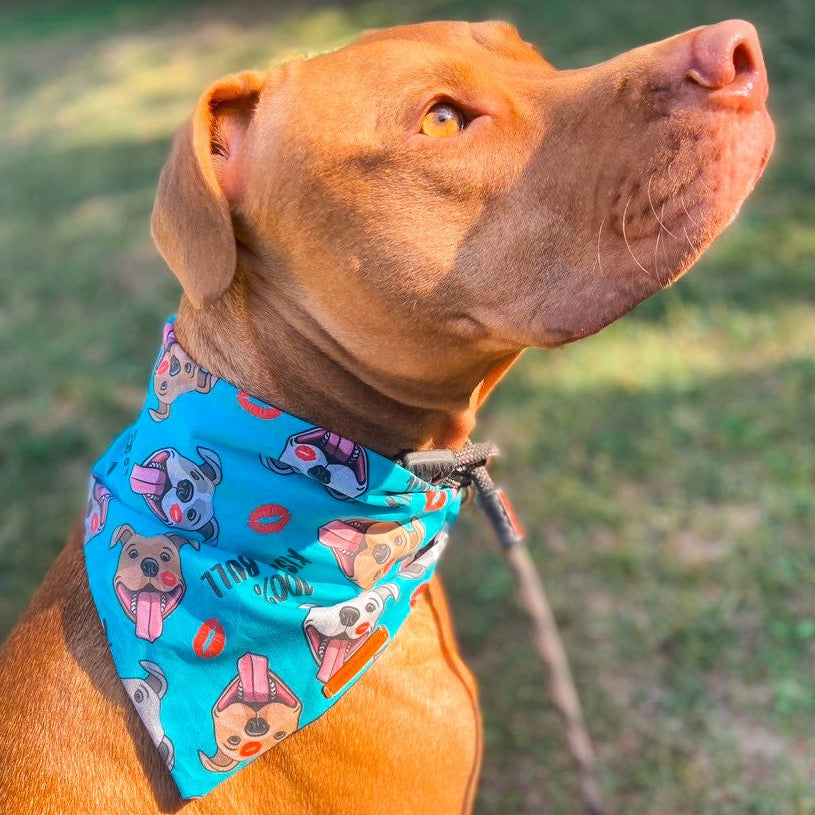 "100% Kiss A Bull" Pet bandana