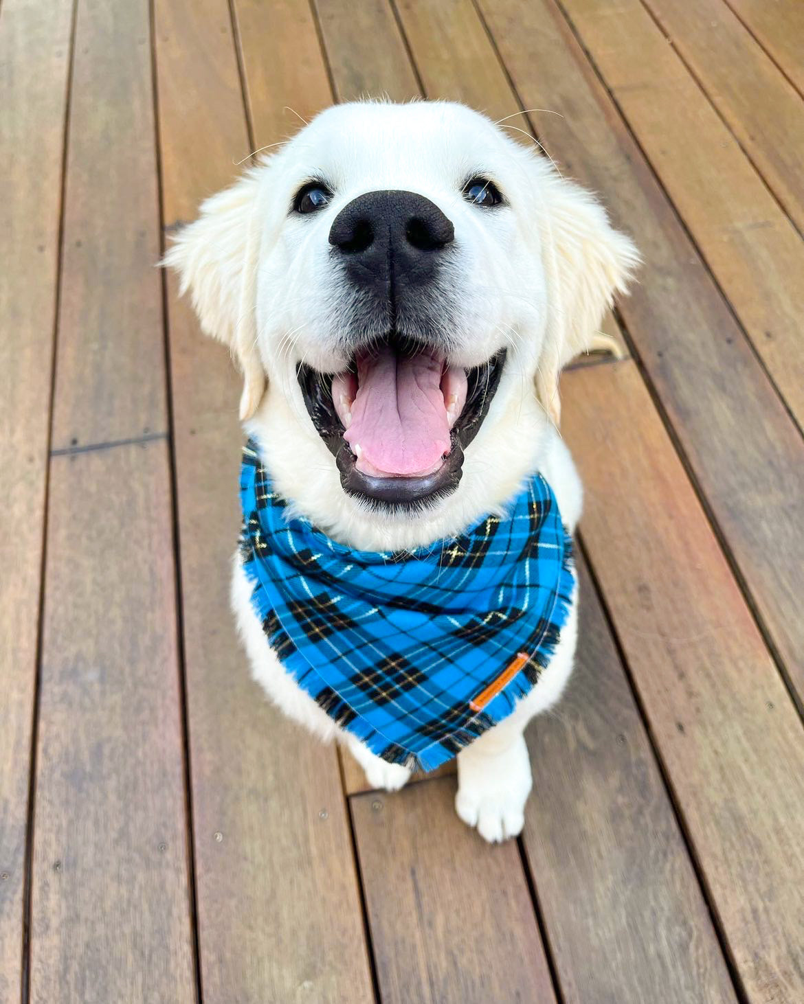 "Pacific" Frayed pet bandana