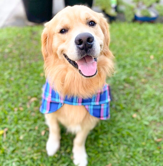 "Bubblegum" Handmade Dog coat