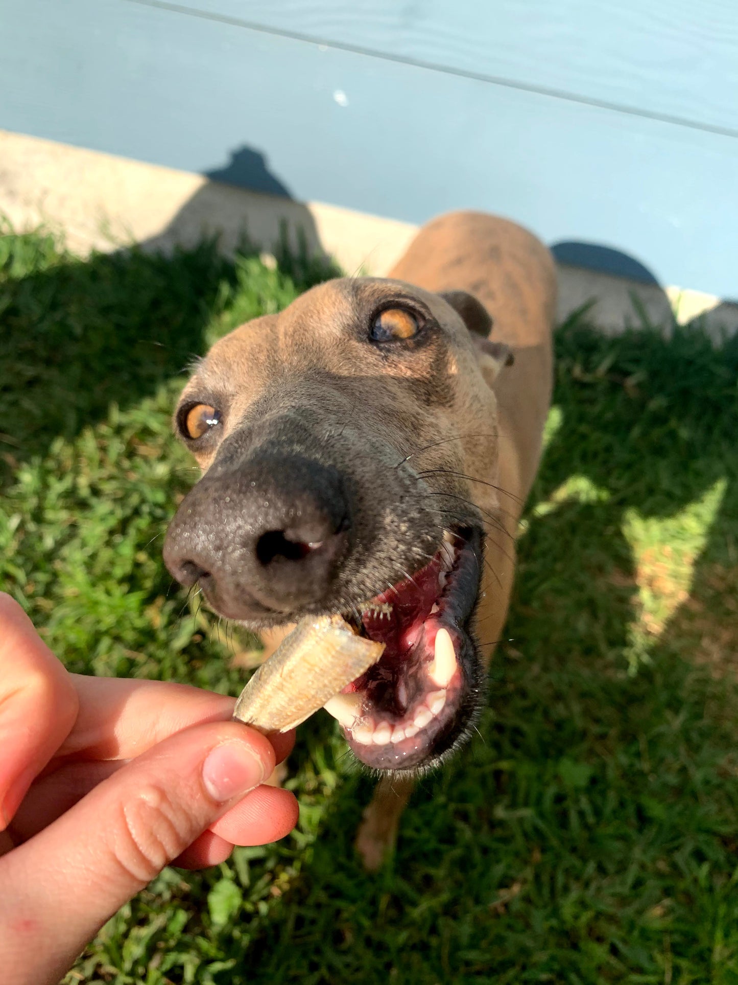 Dehydrated Australian Dehydrated Pilchards - 6 Pack | Laila & Me