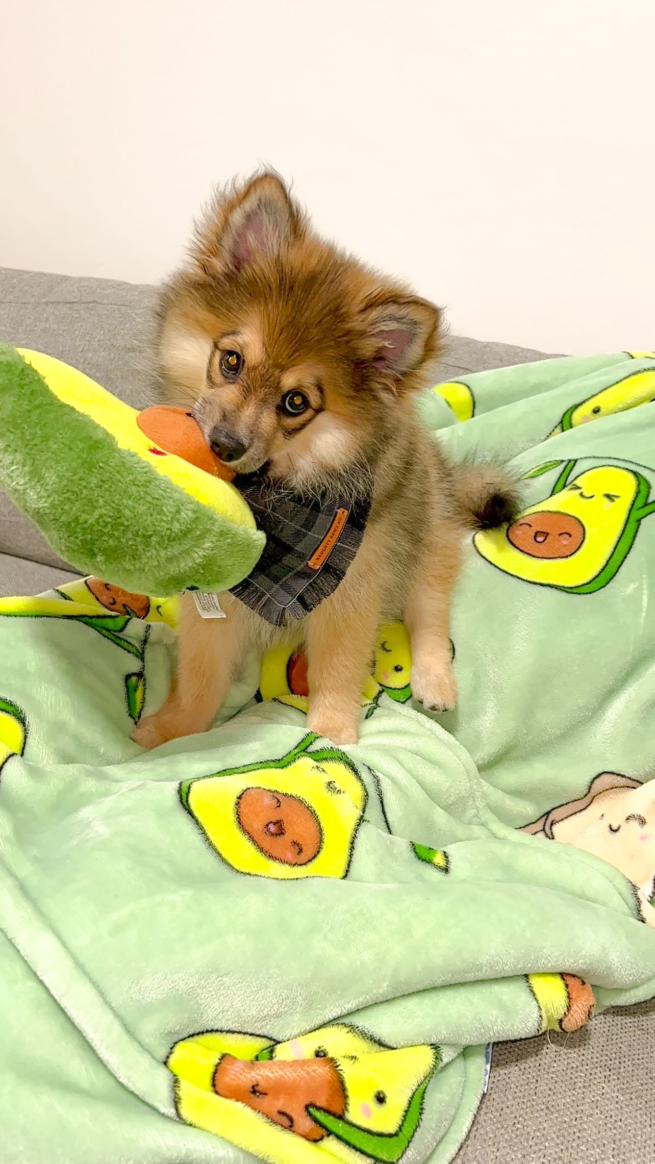 Zippy Paws NomNomz - Avocado